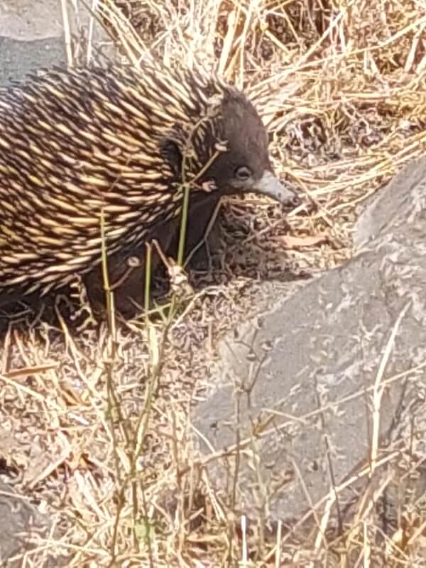 An echidna foraging on top of straw-colored vegetation.