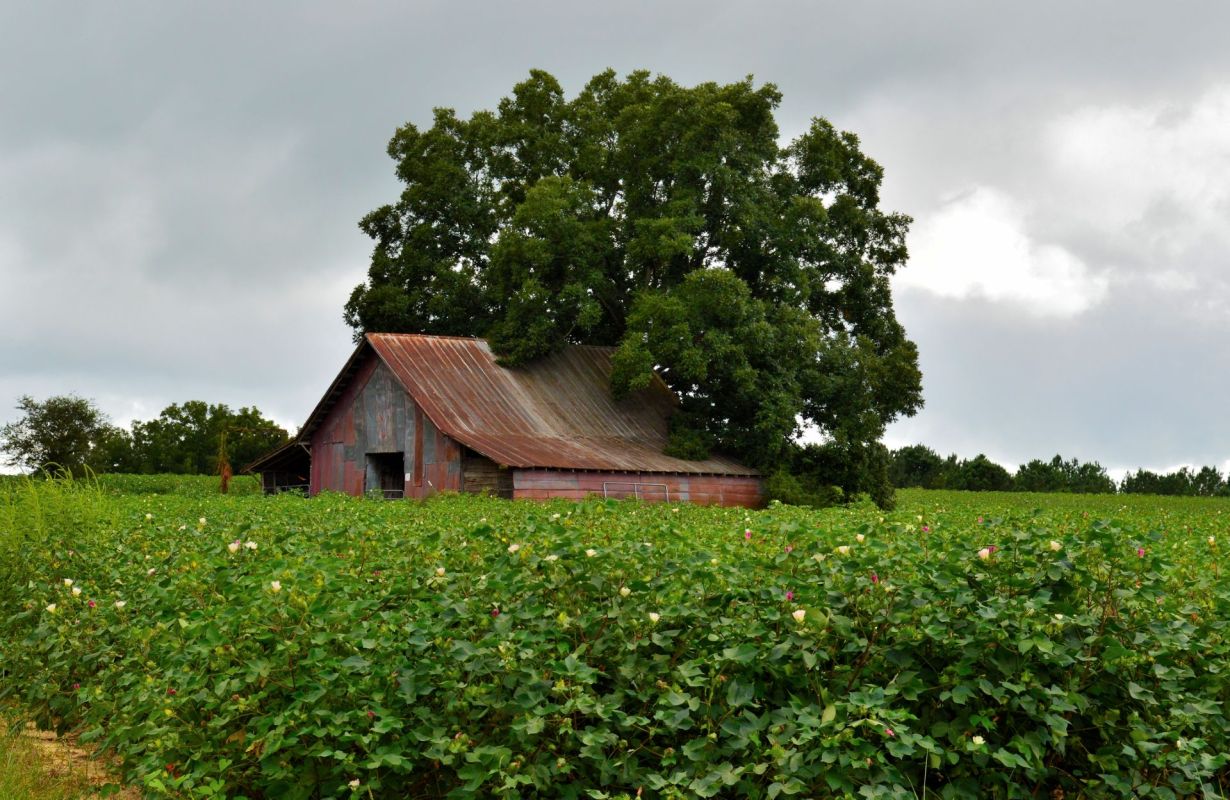 A rustic barn surrounded by cotton plants.