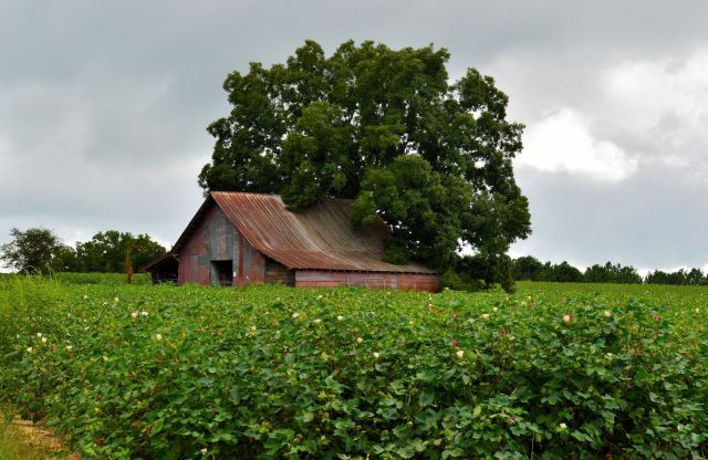 A rustic barn surrounded by cotton plants.