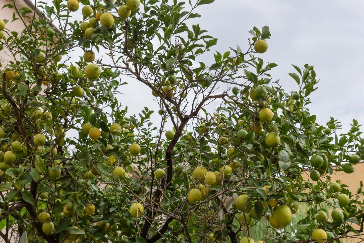 A lemon tree laden with unripe green lemons against a cloudy sky.