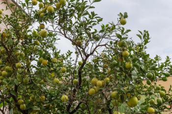 A lemon tree laden with unripe green lemons against a cloudy sky.
