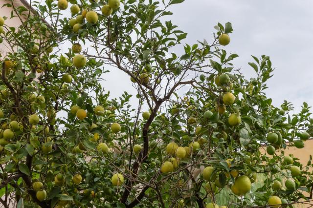 A lemon tree laden with unripe green lemons against a cloudy sky.