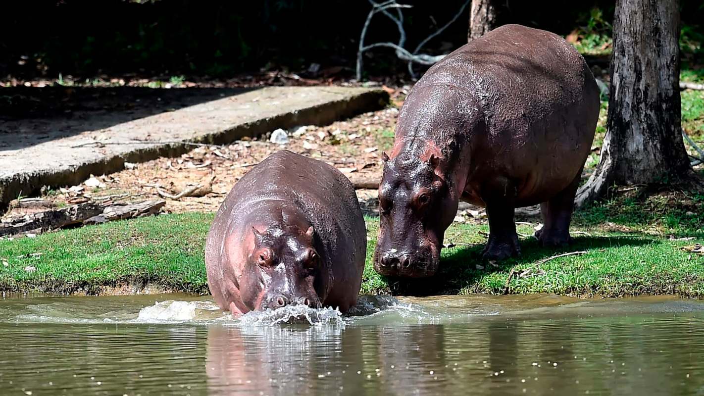 Two hippos wade into the water near the shore, surrounded by grass and trees on a sunny day.