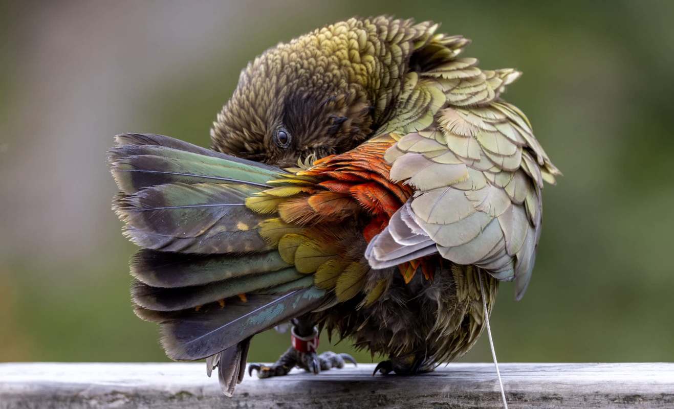 A colorful kea parrot preening its feathers while perched on a wooden rail.