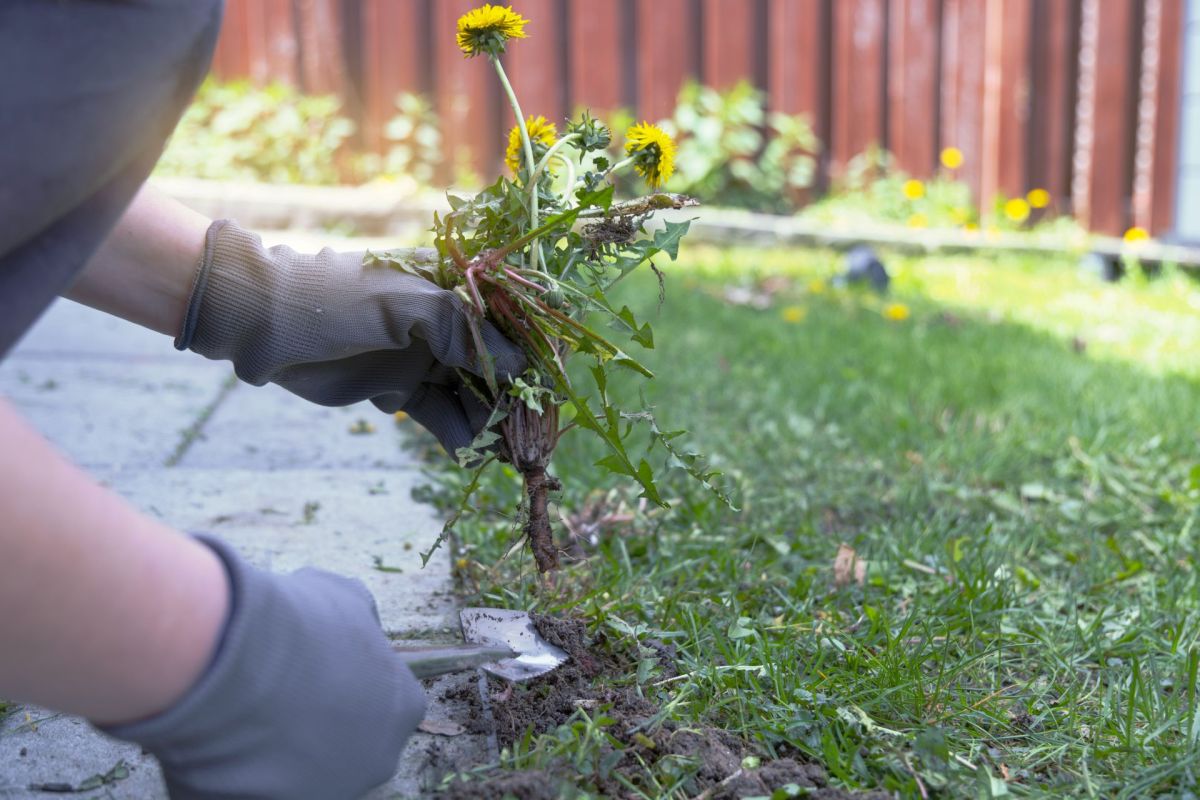 A person in gloves is pulling dandelions from the ground using a small shovel in a grassy area.