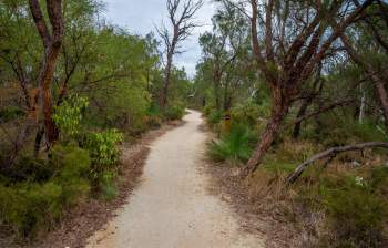 A banksia woodland habitat in Perth, Australia.