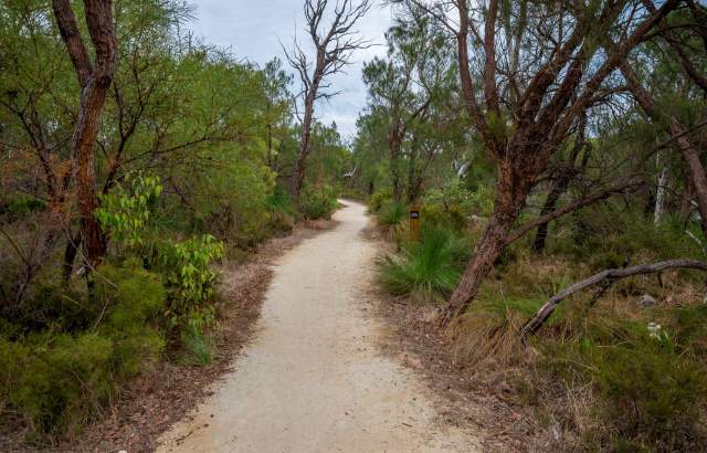 A banksia woodland habitat in Perth, Australia.