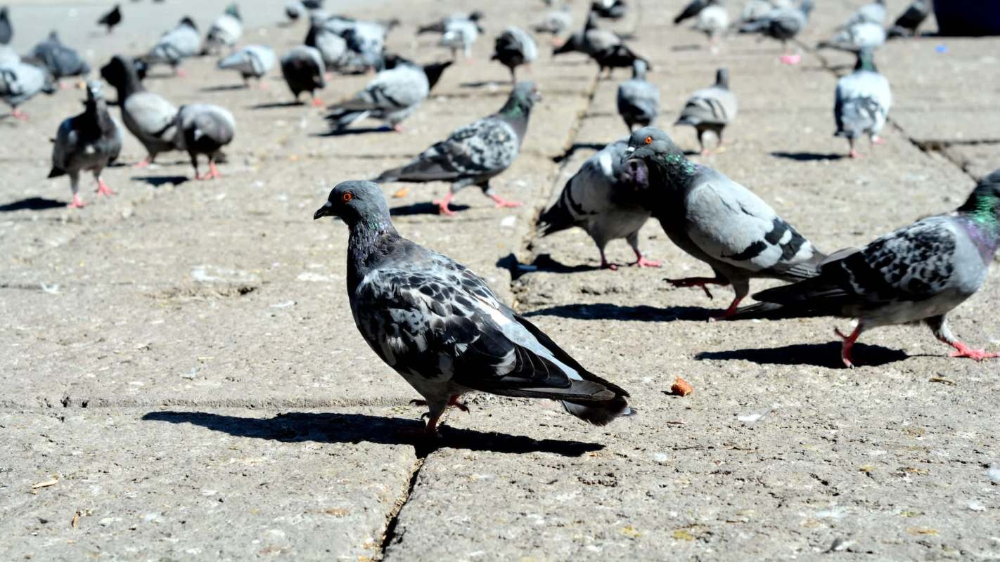 A group of pigeons gathered on a sunlit, textured concrete surface.