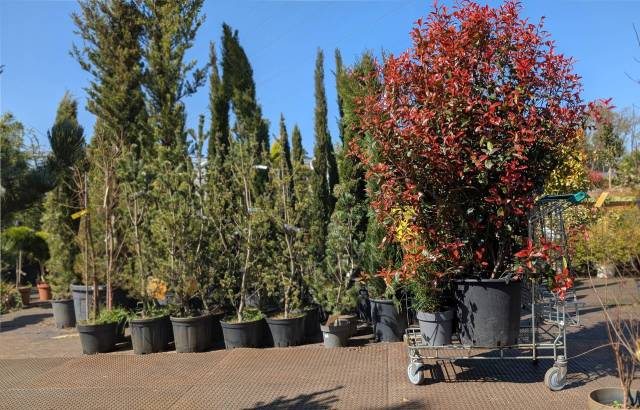 Potted plants, including a vibrant red bush, on a garden patio.