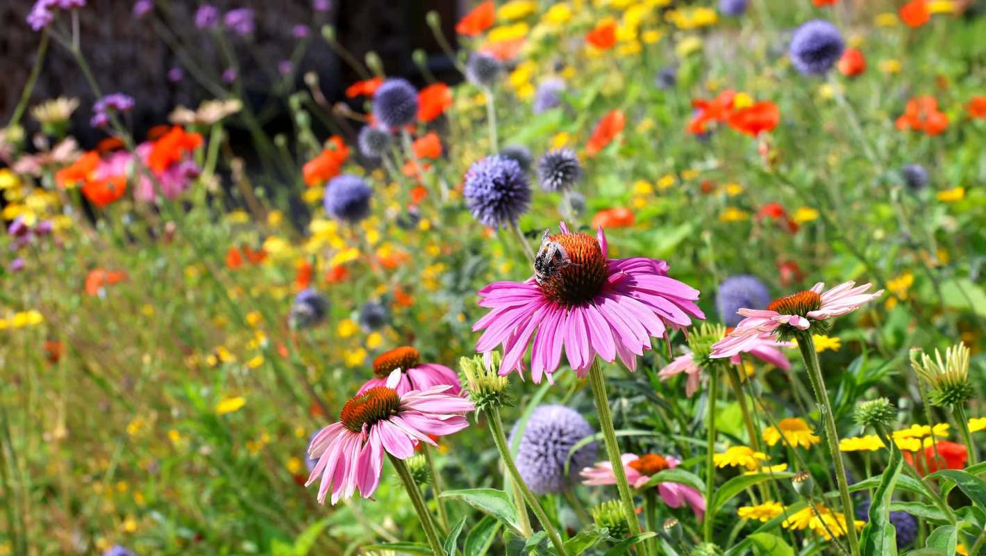 A vibrant garden filled with various colorful flowers, including pink echinacea and purple globes, with a bee on a flower.