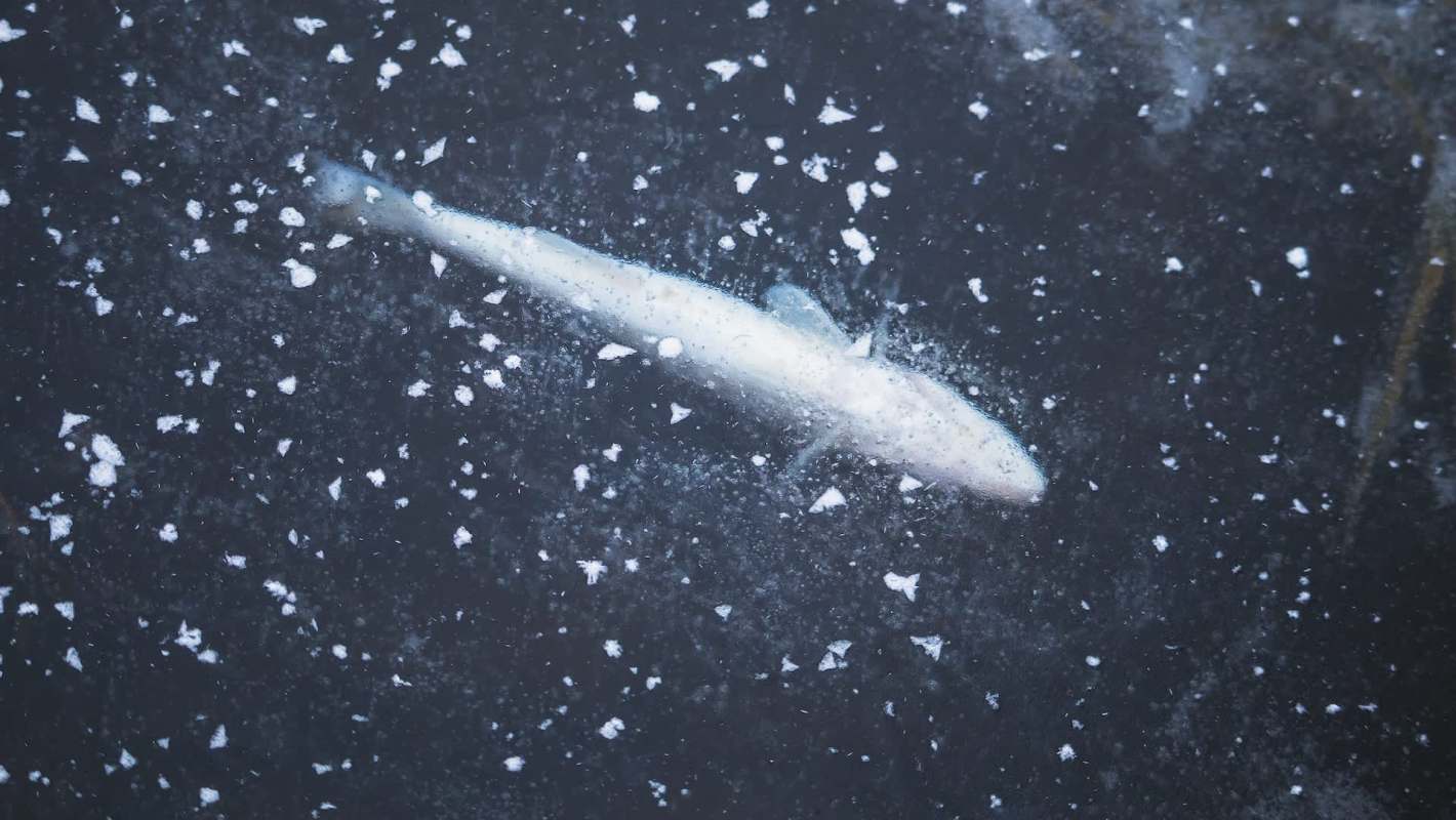 A small fish partially frozen in icy water, surrounded by ice crystals.