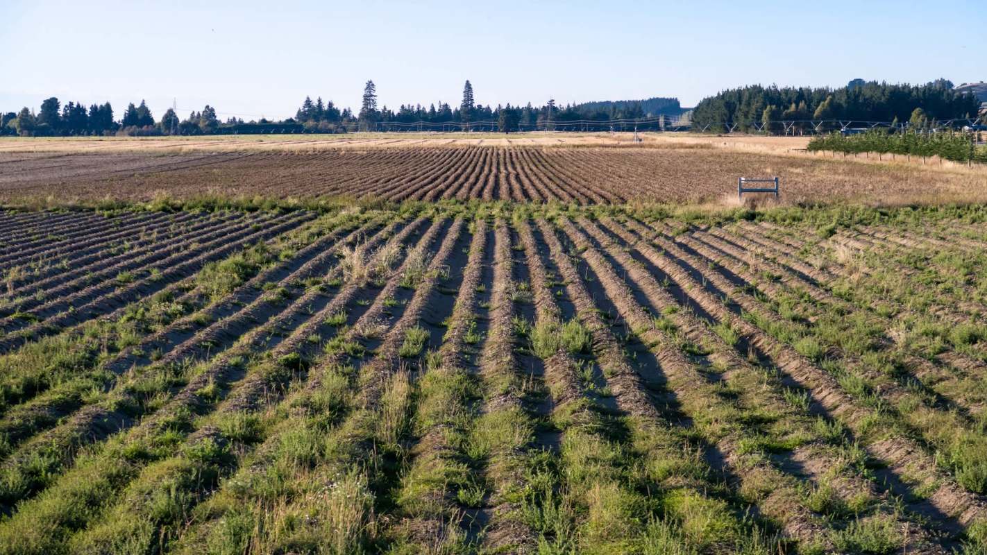 A farmland landscape featuring organized rows of tilled soil interspersed with patches of grass and distant trees.