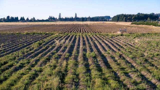 A farmland landscape featuring organized rows of tilled soil interspersed with patches of grass and distant trees.