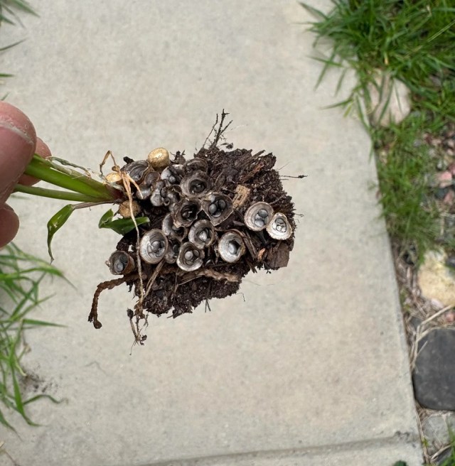A person pulling weeds that had bulb-shaped structures on the bottom.