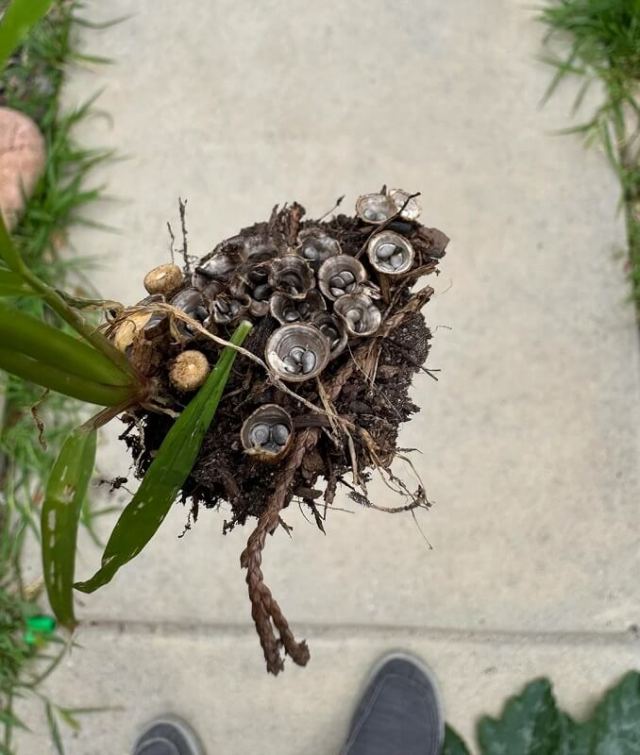 A person pulling weeds that had bulb-shaped structures on the bottom.