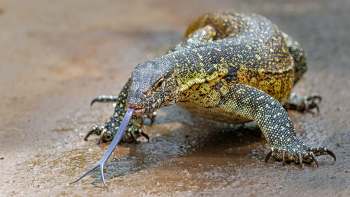 A close-up of a monitor lizard with a long tongue, exploring a damp, earthy surface.
