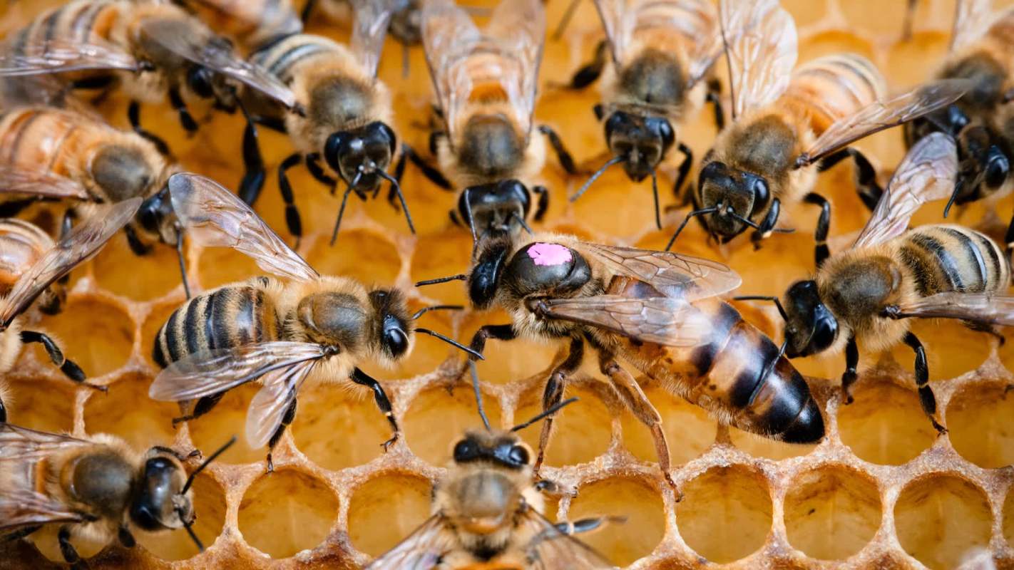A close-up of several bees on a honeycomb, with one queen bee marked with a pink dot.