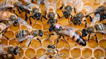 A close-up of several bees on a honeycomb, with one queen bee marked with a pink dot.