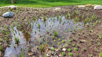 A small wetland area before the rain garden installation.