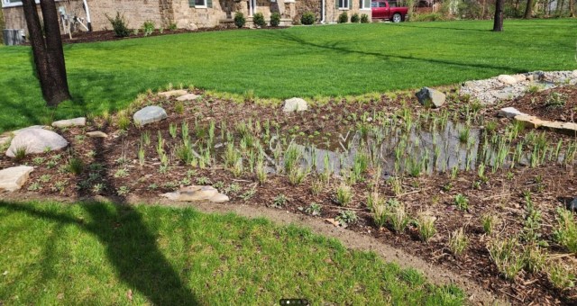 A developing rain garden with grass and plants emerging from brown mulch. 