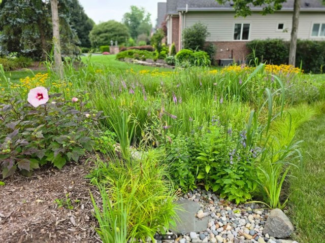 A fully installed rain garden with tall grasses and bright flowers. 