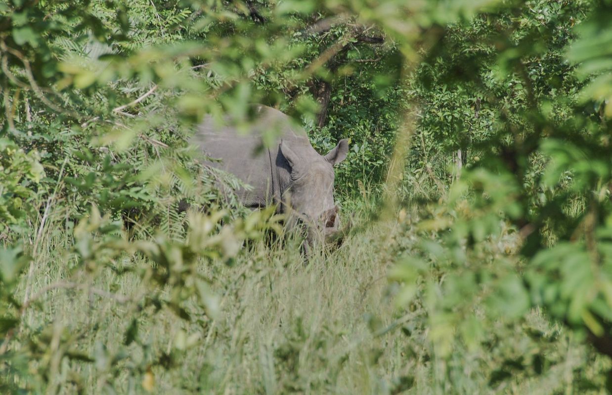 A rhino grazing amid lush green foliage and tall grass.