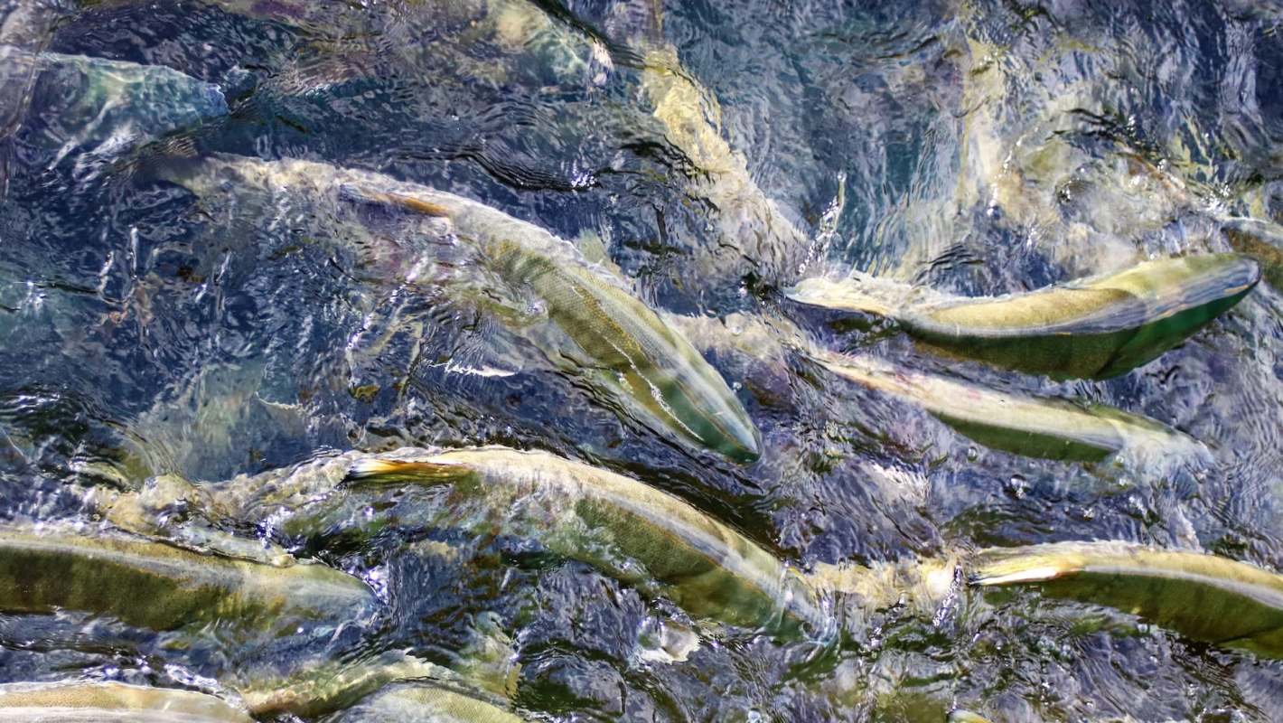 A school of salmon swimming close to the water's surface.