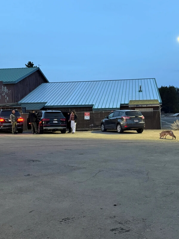 People standing outside of a vehicle in front of a building with a coyote nearby. 