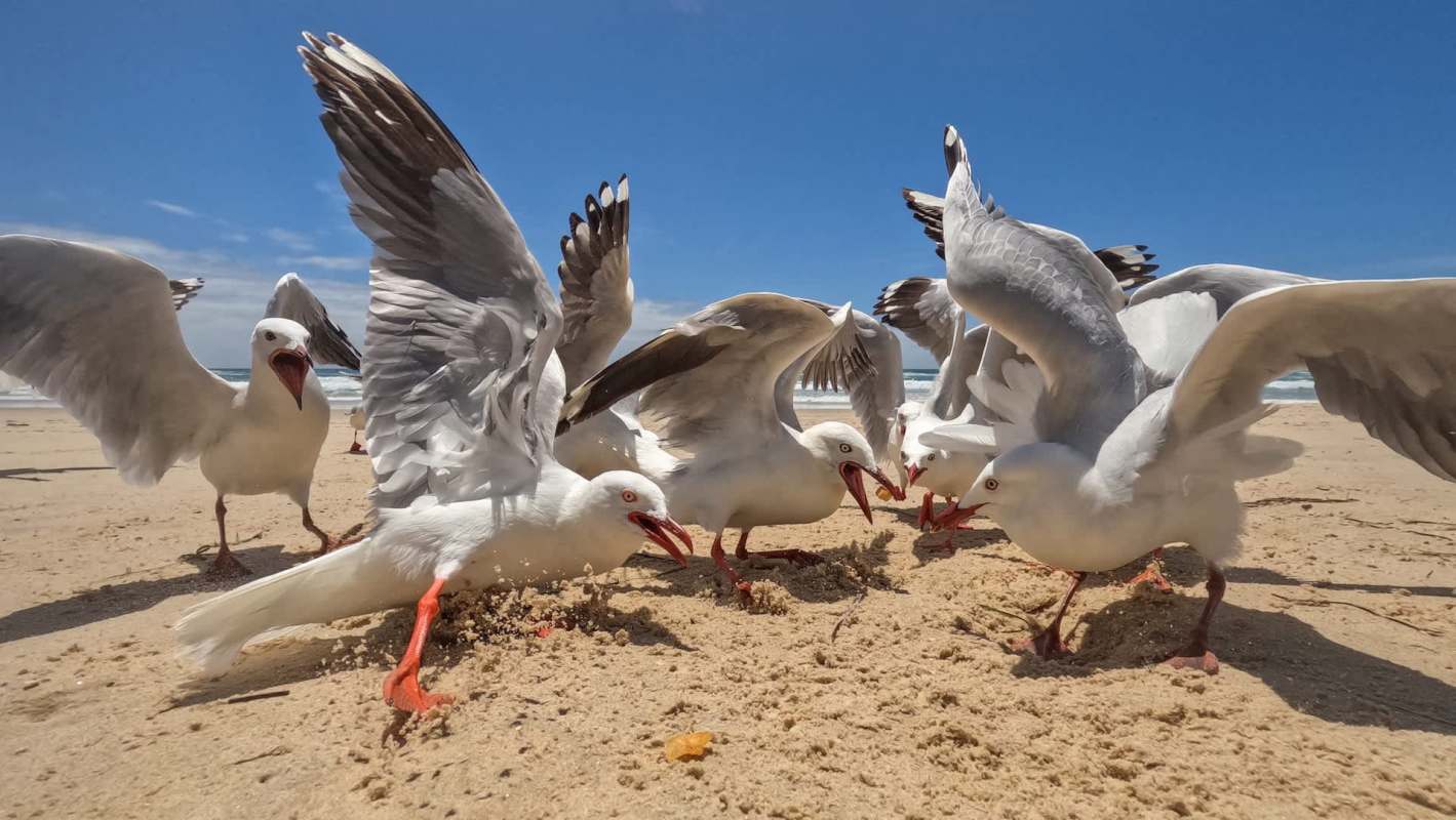 Seagulls gather on a sandy beach, squawking and pecking at the ground under a bright blue sky.