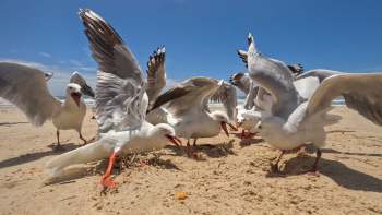 Seagulls gather on a sandy beach, squawking and pecking at the ground under a bright blue sky.