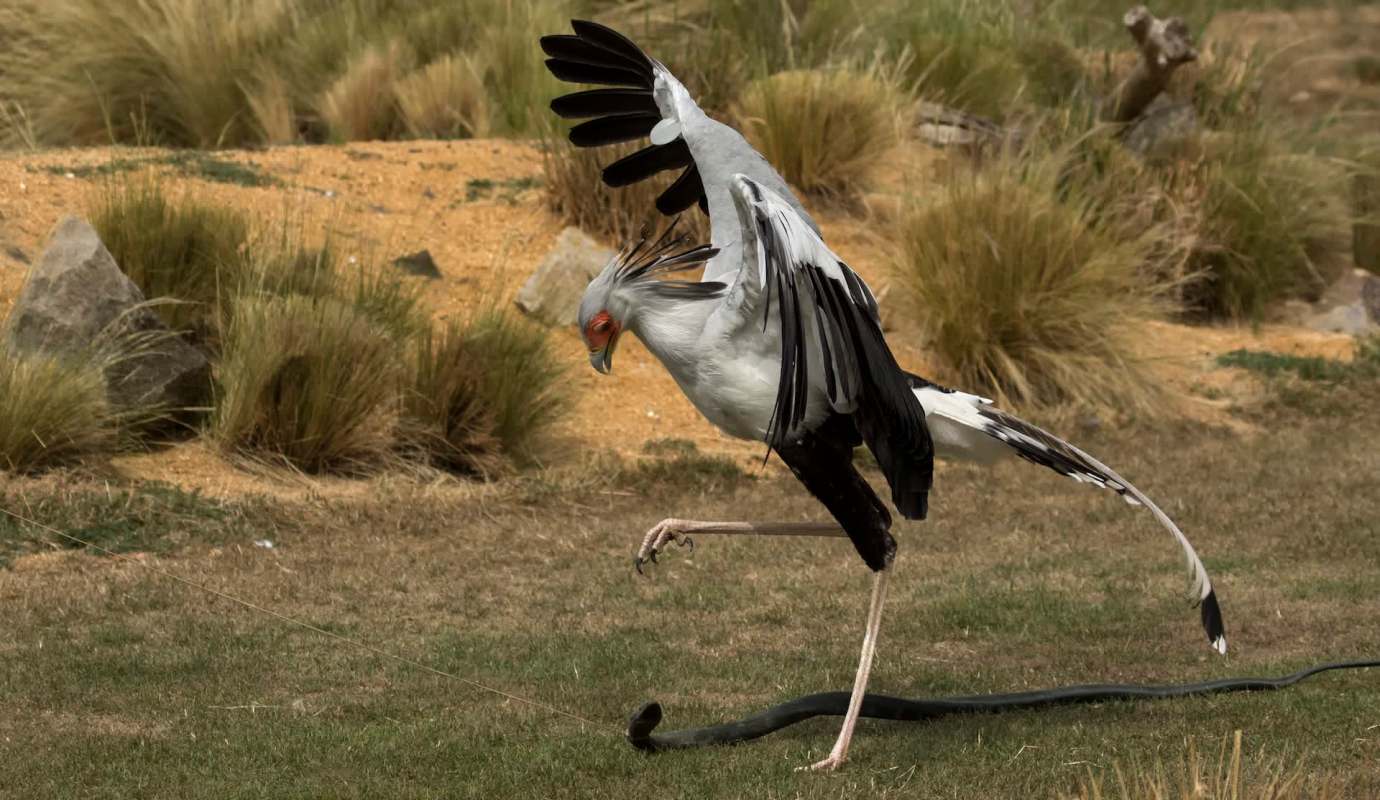 A secretary bird attacks a snake in a grassy landscape.