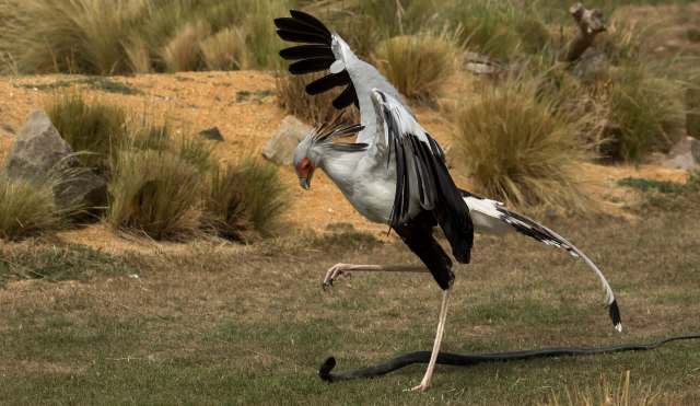 A secretary bird attacks a snake.