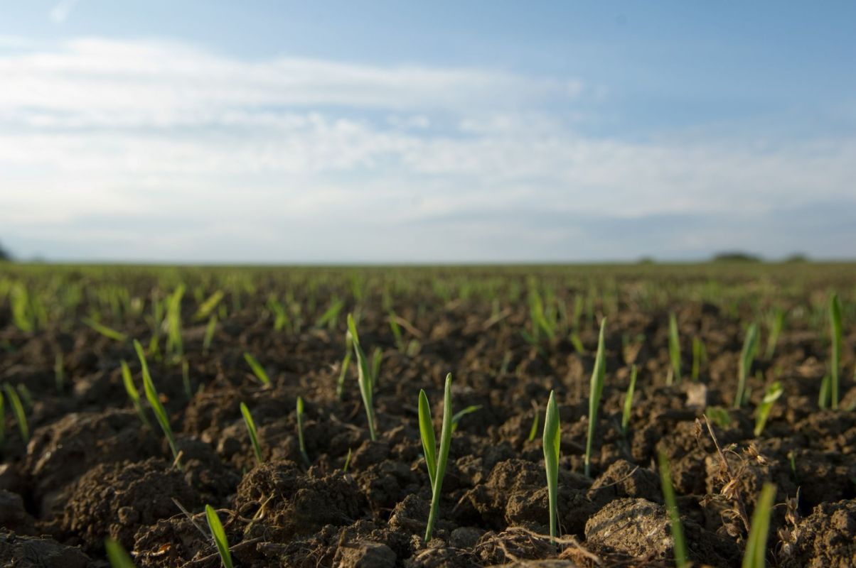 Seedlings growing in soil.