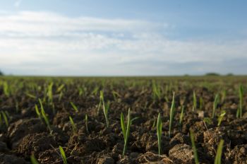Seedlings growing in soil.