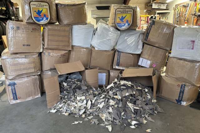A stack of cardboard boxes with the U.S. Fish and Wildlife Service emblem, alongside a pile of discarded shark fins.
