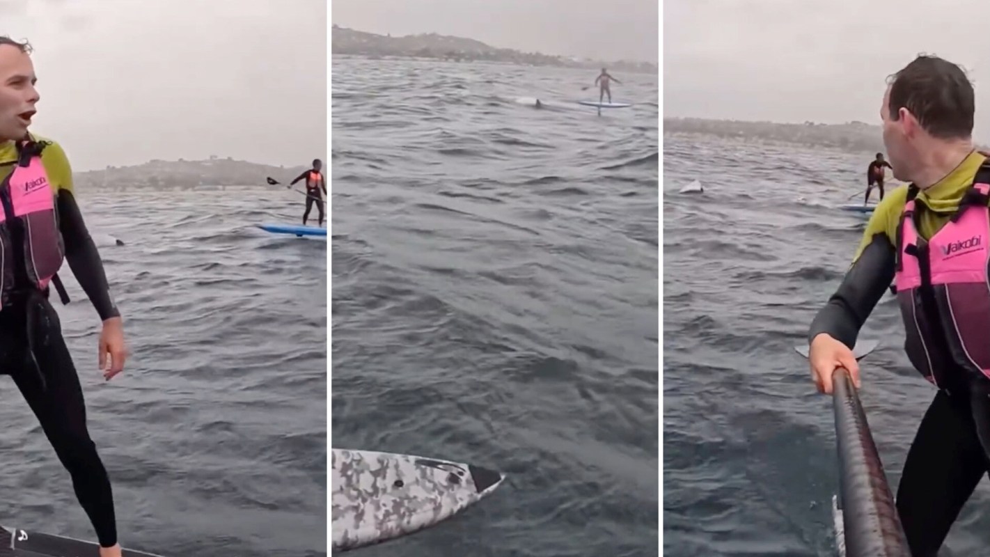 A person stands on a paddleboard in choppy water, while another paddler nearby appears with a shark behind them.