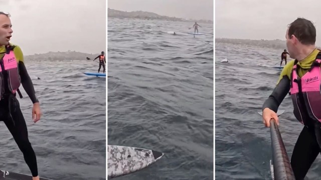 People standing on paddleboards near a great white shark.