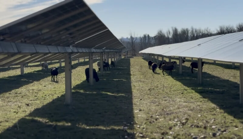 Sheep grazing under solar panels on a solar farm in Oregon.