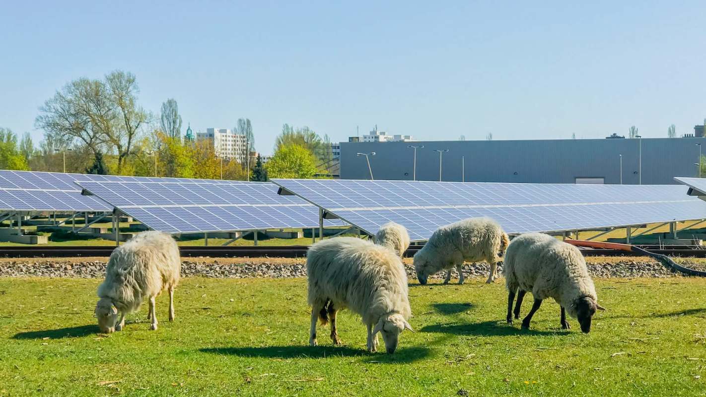 Five sheep grazing on a solar farm.