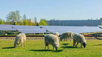 Five sheep grazing on a solar farm.