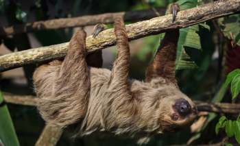 A sloth clings to a branch while hanging upside down in a lush green environment.
