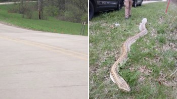 A large python on grass beside a road, with a police vehicle and an officer nearby.