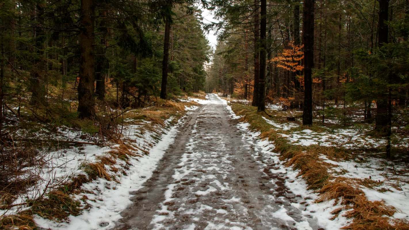 A muddy path lined with snow and grass, winding through a dense forest of evergreen and deciduous trees.