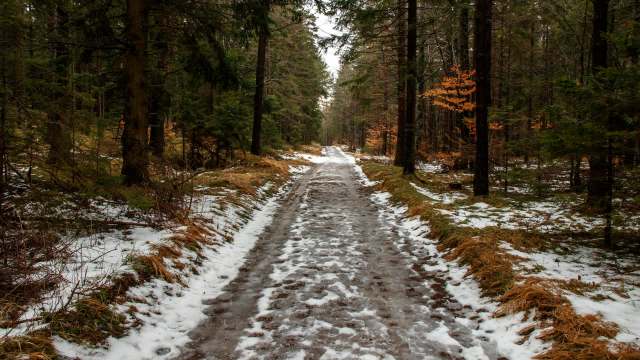 A muddy path lined with snow and grass, winding through a dense forest of evergreen and deciduous trees.