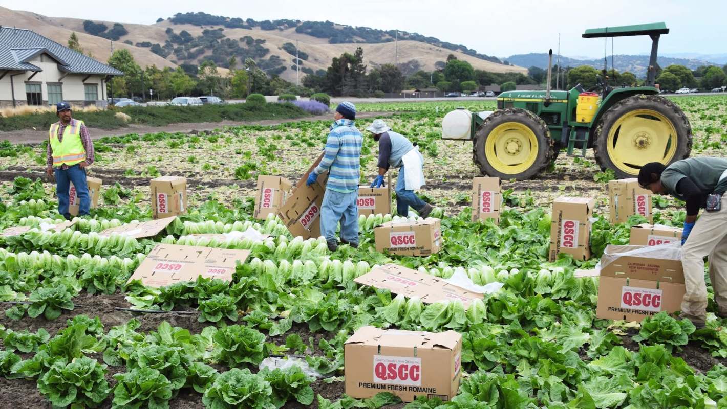 Workers are harvesting romaine lettuce in a field with boxes for packaging and a tractor nearby.