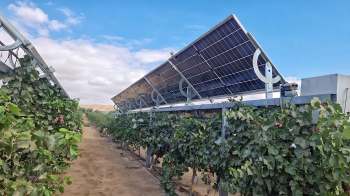 Solar panels are installed above rows of grapevines in a vineyard under a partly cloudy sky.