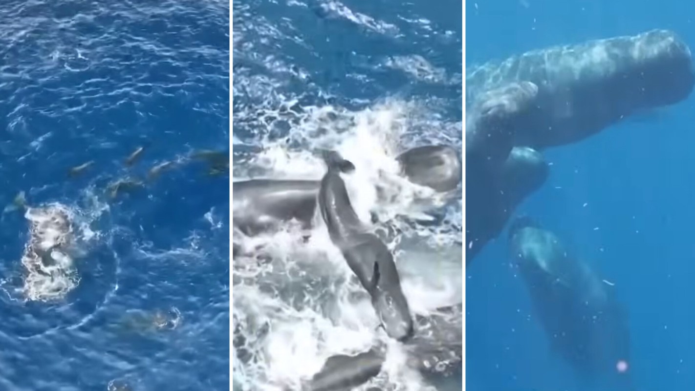 A 3-panel image depicting one aerial view of whales splashing in water, another aerial view of the whales lifting the newborn calf out of the water, and a third view beneath the water showing the pod of whales.