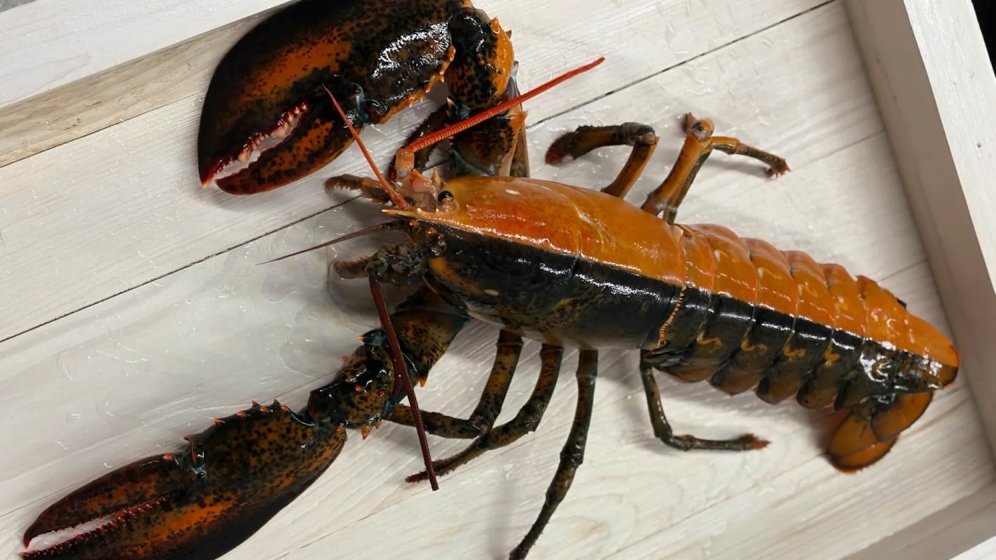 A freshly caught lobster with orange hue on one side and black on the other displayed on a wooden surface.
