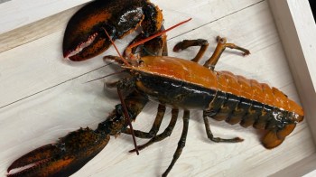 A freshly caught lobster with orange hue on one side and black on the other displayed on a wooden surface.