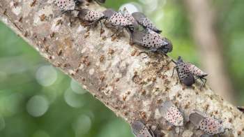 Spotted lanternflies perched on a textured tree branch.